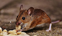 24 Hour & Emergency Exterminators in Knife Lake, MN